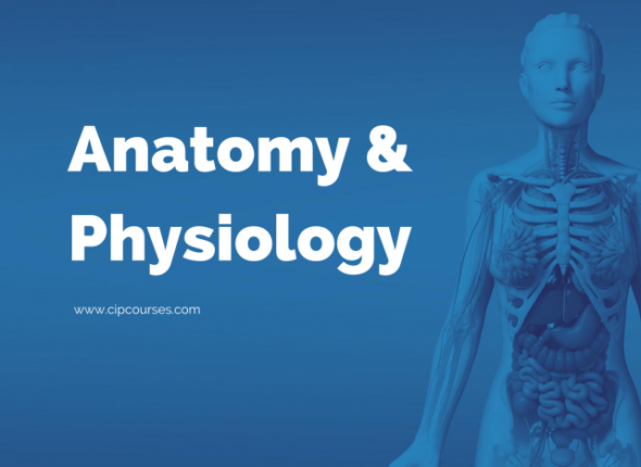 Anatomy-Physiology-Online-Curriculum-1024x467